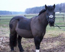 Pferd POWER (Deutsches Reitpony, 2000)