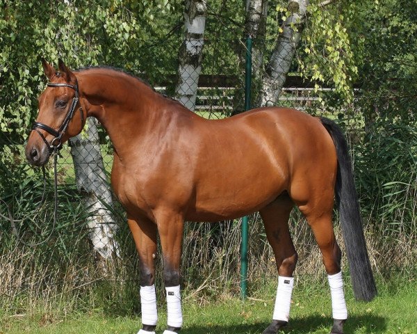 dressage horse Dream of Jackson 3 (Oldenburg, 2007, from Dr. Jackson D)