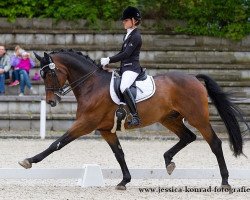 Dressurpferd Brentino (Polnisches Warmblut, 2005, von Insider)