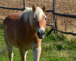 Pferd Strolch (Haflinger, 2002, von Stegmann)