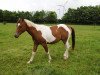 Springpferd Sammy (Paint Horse, 2013)