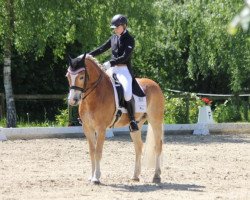 dressage horse Ahnentrumpf (Haflinger, 2004, from Ahnenstolz)