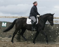 broodmare Avanti (Trakehner, 2003, from Distelzar)