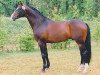 stallion Payano 159 FIN (Trakehner, 1994, from Herzruf)