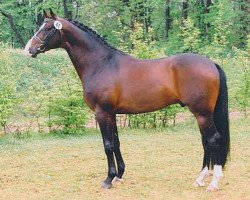 Deckhengst Payano 159 FIN (Trakehner, 1994, von Herzruf)