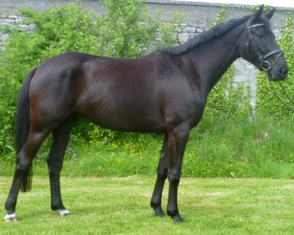 Zuchtstute Amanda (Trakehner, 2008, von Payano 159 FIN)