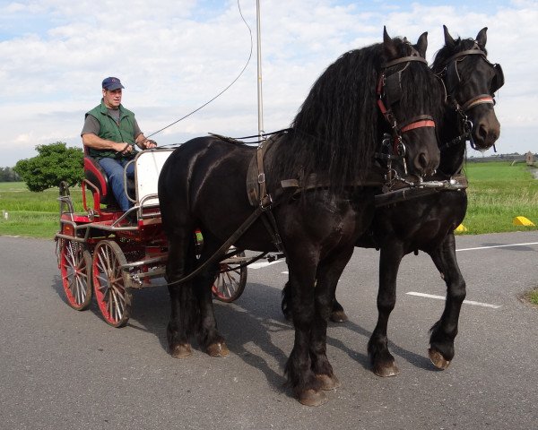 stallion Friesen stallions (Friese, 2012, from Wierd 409)