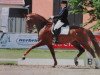 dressage horse Don Navarro 3 (Westphalian, 2001, from Don Bedo I)