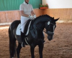 dressage horse Saphira Song (Oldenburg, 2010, from Self made)