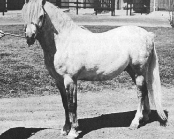stallion Twyford Jock (Welsh mountain pony (SEK.A), 1963, from Clan Dubail)