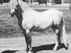 stallion Twyford Jock (Welsh mountain pony (SEK.A), 1963, from Clan Dubail)