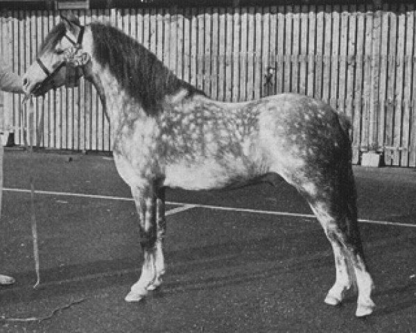 Deckhengst Gredington Emrys (Welsh Mountain Pony (Sek.A), 1970, von Twyford Jock)