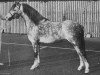 stallion Gredington Emrys (Welsh mountain pony (SEK.A), 1970, from Twyford Jock)