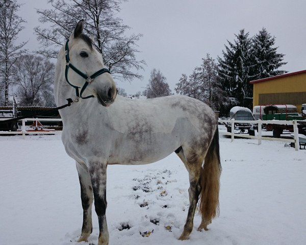 horse Imperator (Polish Warmblood, 2007, from Bajou du Rouet)