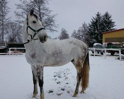 Pferd Imperator (Polnisches Warmblut, 2007, von Bajou du Rouet)