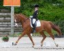 dressage horse Bendix 28 (KWPN (Royal Dutch Sporthorse), 2006, from Contango)