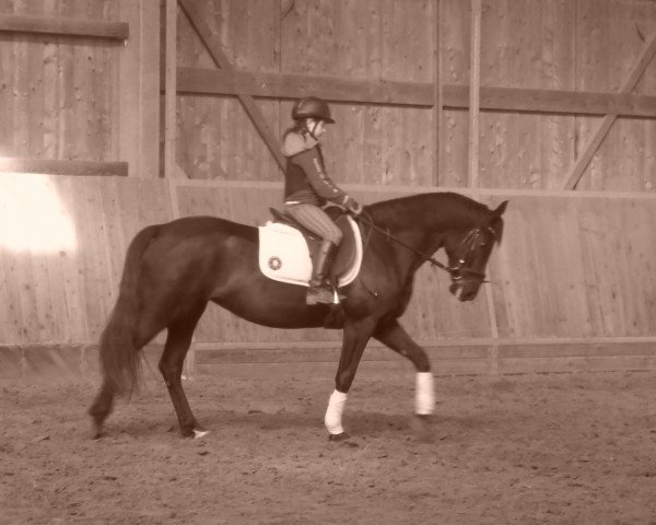 dressage horse Coco 225 (German Riding Pony, 2008, from Hennes Lux Dressage)