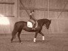 dressage horse Coco 225 (German Riding Pony, 2008, from Hennes Lux Dressage)