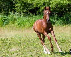 dressage horse Fabulous Mr. Fox (German Warmblood, 2015, from Feriado)