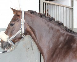 stallion Nanduc 3 (German Riding Pony, 2001, from Top Nantario)