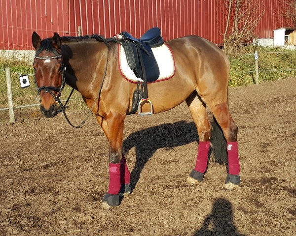 dressage horse Life is so Beautiful (Württemberger, 2007, from Life is Life)