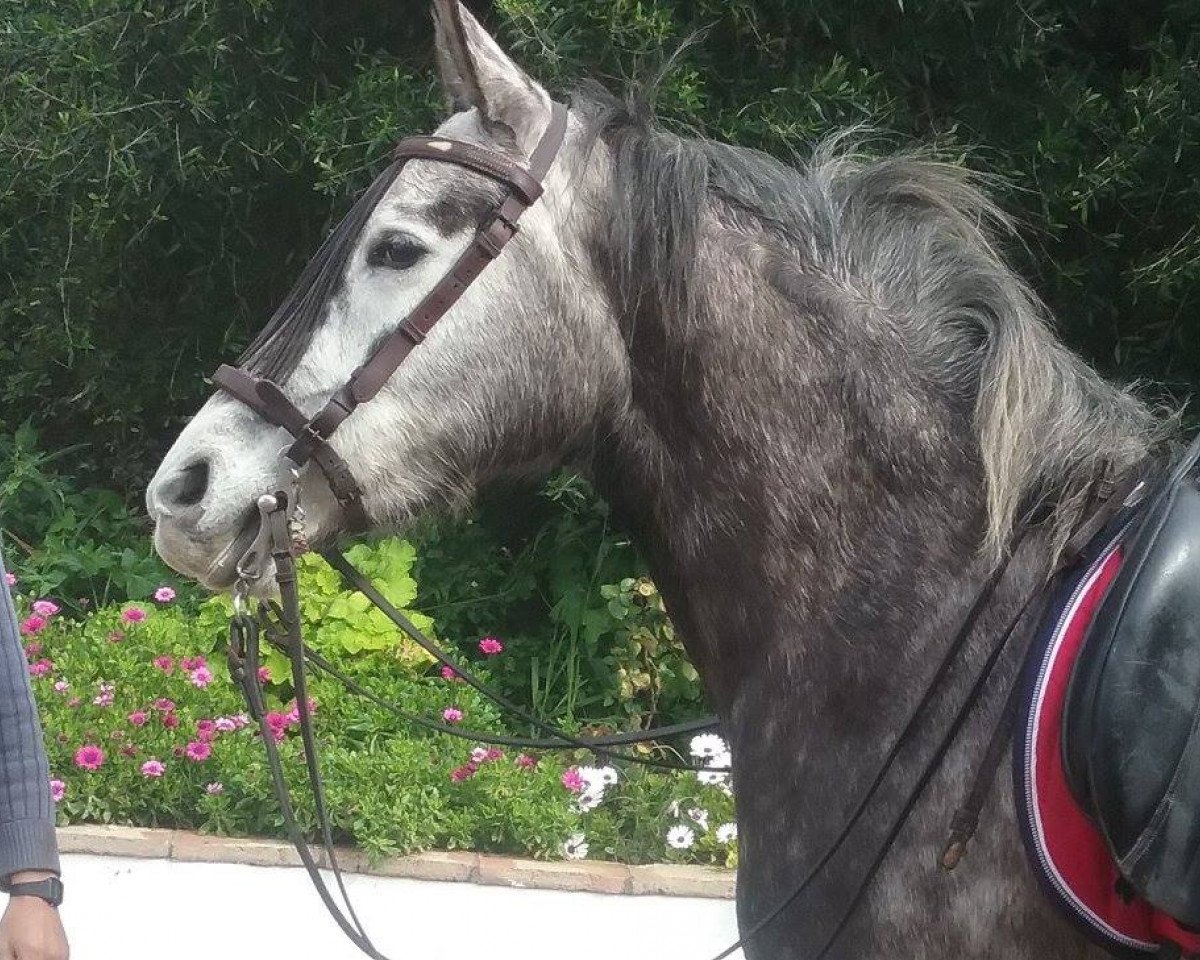 Pferd Lola (Andalusier, 2009)