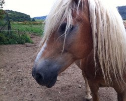 Zuchtstute Lotta (Haflinger, 2008, von Nebos I (3,125% ox))