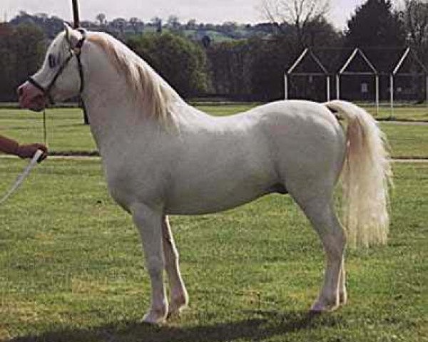 Deckhengst Revel Justy (Welsh Mountain Pony (Sek.A), 1993, von Revel Humming Top)
