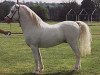 Deckhengst Revel Justy (Welsh Mountain Pony (Sek.A), 1993, von Revel Humming Top)