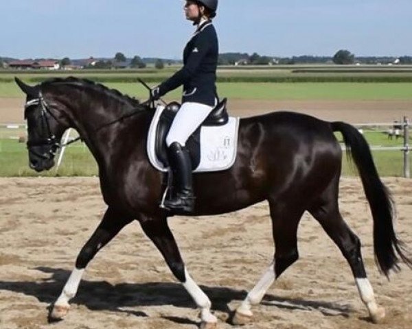 broodmare Aby 3 (German Sport Horse, 2007, from Ratero)