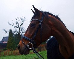 broodmare La Chica Bonita (Oldenburg, 2003, from Lamentos)