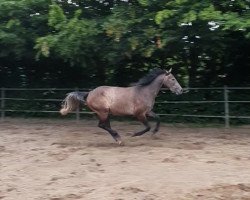 jumper C'est Arielle (Hanoverian, 2018, from Clinton's Heart)