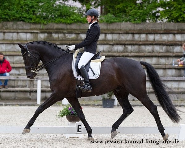 dressage horse Amicelli 79 (Württemberger, 2003, from Alassio)