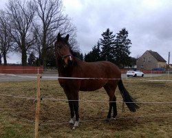 dressage horse Chuck Norris 30 (Holsteiner, 2009, from Clintord)