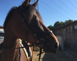 jumper Florence 155 (Hanoverian, 2011, from Fuechtels Floriscount OLD)