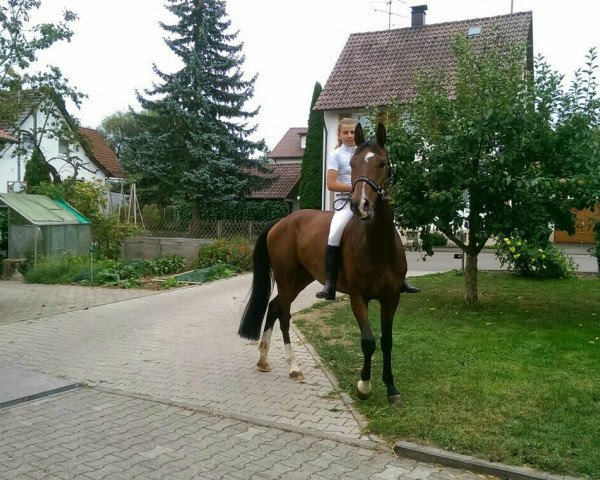 dressage horse Domino (unknown, 2009)