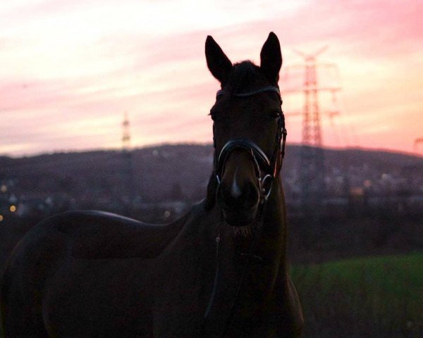 horse Dream of Eternity (Westphalian, 2005, from Dinard L)