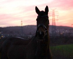 Pferd Dream of Eternity (Westfale, 2005, von Dinard L)