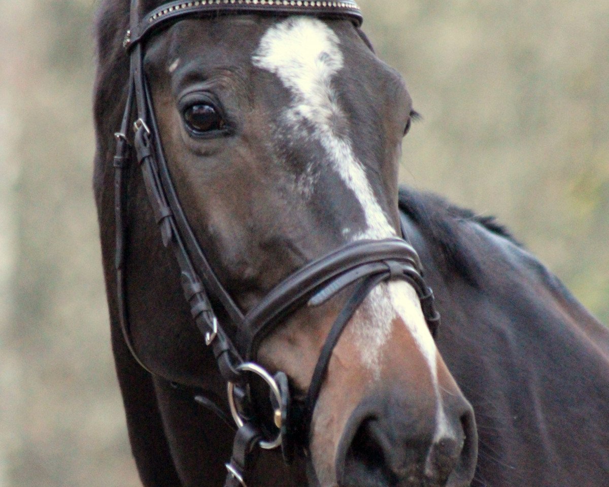 Springpferd Undine 80 (Holsteiner, 2004, von Leonce)