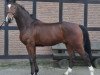 jumper Boateng 7 (Hanoverian, 2012, from Bonaventura 3)