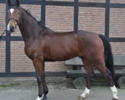 Springpferd Boateng 7 (Hannoveraner, 2012, von Bonaventura 3)