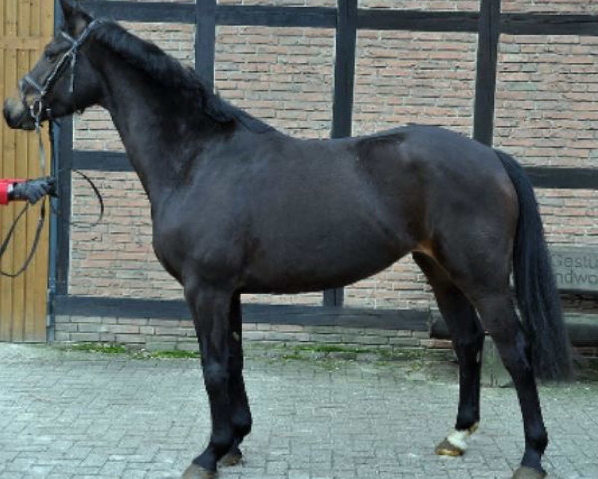 horse Candela (Hanoverian, 2012, from Conen)