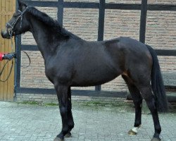 horse Candela (Hanoverian, 2012, from Conen)