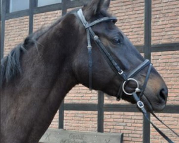Pferd Wildrose (Hannoveraner, 2011, von Watermill Rolex xx)