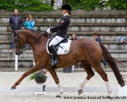 dressage horse Romina 426 (Hanoverian, 2007, from Royal Blend)