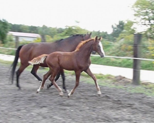 dressage horse Quentino K (German Sport Horse, 2015, from DSP Quasi Gold Md)