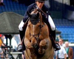 jumper Desteny van het Dennehof (Belgian Warmblood, 2003, from Andiamo)