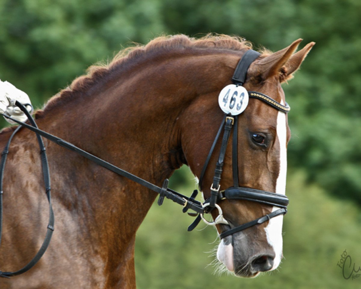 Springpferd Eduard (KWPN (Niederländisches Warmblut), 2009, von Manno)