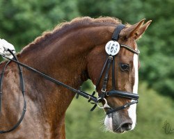 Springpferd Eduard (KWPN (Niederländisches Warmblut), 2009, von Manno)