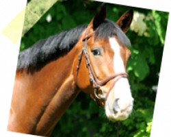 Springpferd Big Red (Lusitano, 2005, von Cartani 4)